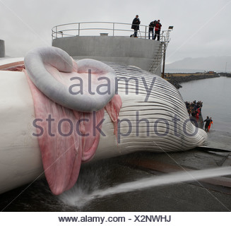 Intestines of Hunted Fin Whale Stock Photo: 15026577 - Alamy