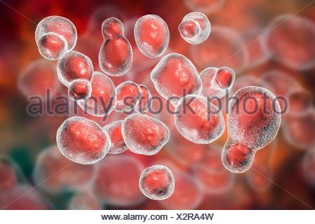 Cryptococcus gattii fungus, computer illustration. This single-celled ...