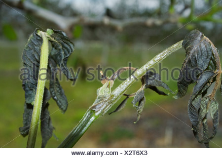 Agriculture - Dead walnut foliage caused by a heavy unusual Spring freeze / near Dairyville, California, USA.