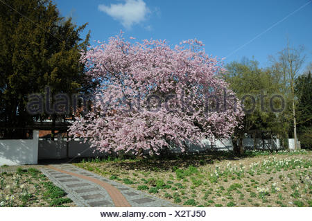 Prunus Subhirtella Accolade, Flowering Cherry Stock Photo: 127369674 