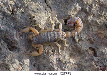 Indian red scorpion, BUTHIDAE, Hottentotta tamulus. Common. One of the ...