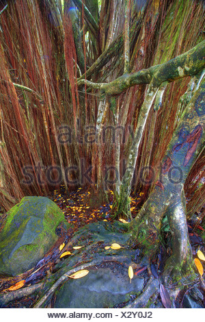USA, United States, America, Hawaii, Big Island, Banyon Tree, Roots, Bark, tree