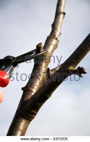 download pruning cherry trees for free