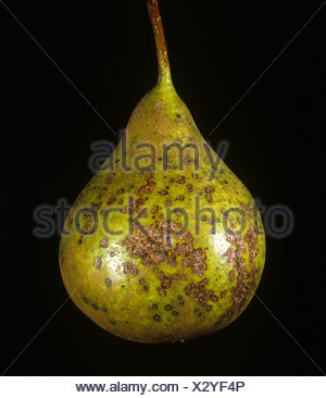 Pear leaf with spotting caused by Pear scab (Venturia ...