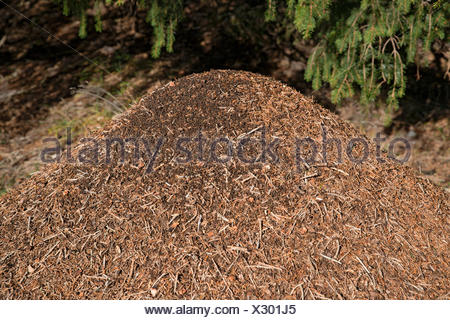 Anthill of the Big Red Wood Ant (Formica rufa), Tyrol, Austria