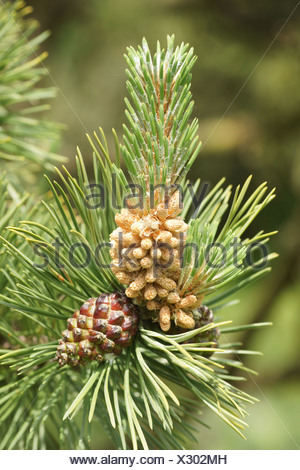 Mountain pine, Mugo pine (Pinus mugo ‘Gnom’, Pinus mugo Gnom Stock