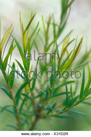 Tea tree (Melaleuca alternifolia) leaves on white background Stock ...