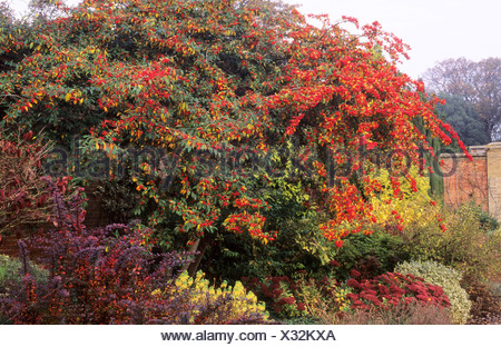 Autumn Border Cotoneaster Cornubia Sedum berries Stock Photo: 14283408 ...