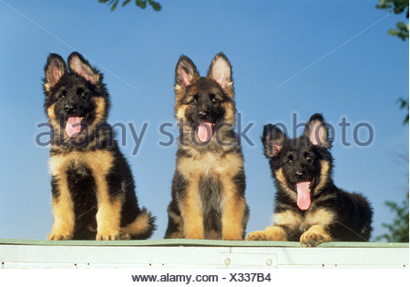 Young German Shepherd With Long Stick Bledow Desert Silesia