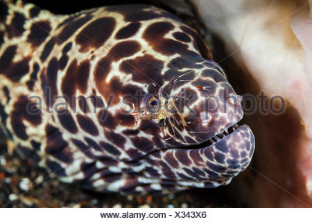 Spotted Moray with Cleaner Shrimp, Gymnothorax isingteena, Bali, Indonesia