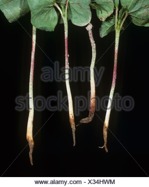 Agriculture - Crop disease, Cotton Root Rot fungus (Phymatotrichum ...