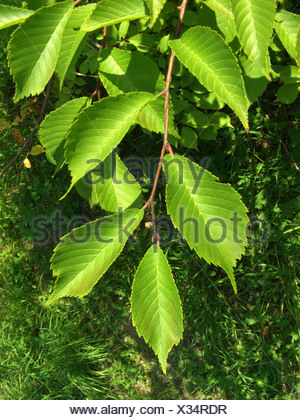 Japanese elm, David elm (Ulmus davidiana var. pygmaea), bark Stock ...