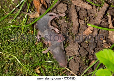 Gartenspitzmaus, GartenSpitzmaus (Crocidura suaveolens), zwei noch