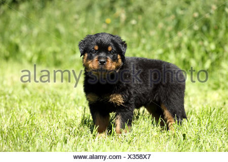 what to feed a 6 week old rottweiler puppy