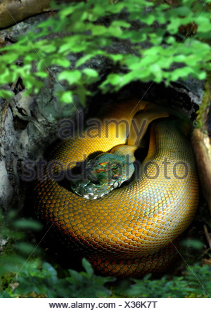 D'Albert's water python, White-lipped python, D'Albertis' python ...