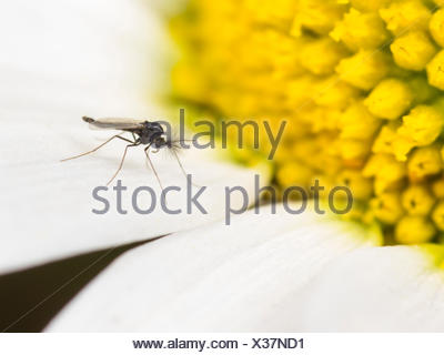 Fungus gnats, close-up Stock Photo: 27533460 - Alamy