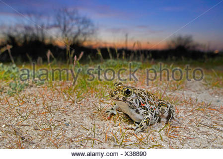 Eastern European spadefoot, Syrian spadefoot (Pelobates syriacus), Syrian spadefoot lurking for prey at sunset, Romania, Dobrudscha, Donaudelta, Donau-Delta, Vadu