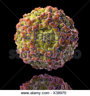 Structure Human Parvovirus B19 (PDB 1S58). B19 Virus Causes Childhood ...