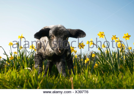 Lamb walking in field of flowers