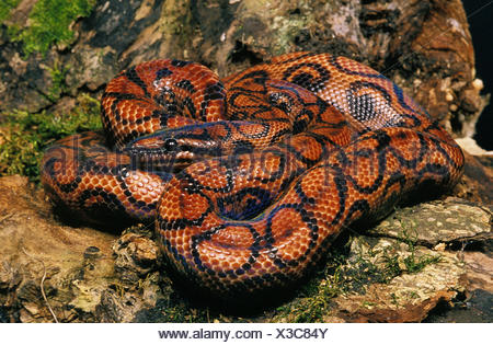Rainbow boa / Epicrates cenchria cenchria Stock Photo: 71705300 - Alamy