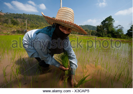 rice paddy hat amazon