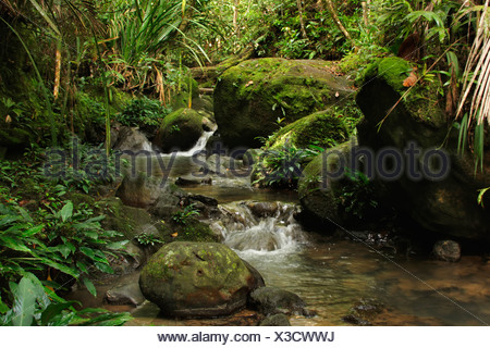 brook in the tropical rain forest at Mount Kinabalu ...