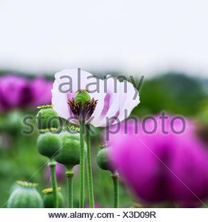 Poppies in purple and white