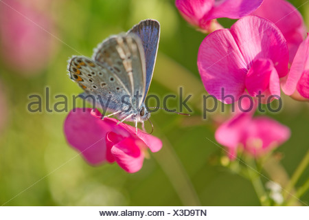 Common Blue (Polyommatus icarus) sucking nectar, Thuringia, Germany