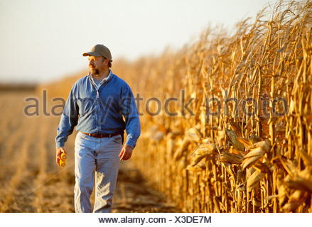 Iowa Corn Harvest A farmer walks through his grain corn field with his son 