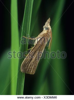 Striped stem borer (Chilo suppressalis) moth on rice stem Stock Photo ...