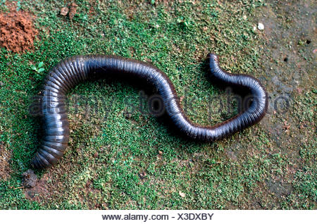 download giant earthworm for sale