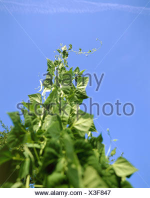Vegetable Growing Stick Beans Phaseolus Vulgaris Growth From Below Cultivation Vegetables Food Vegetables Beans Legumes Food Eat Nutrition Healthy Plant Bean Plant Grow Europe Switzerland Basel Stock Photo Alamy