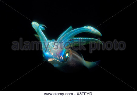 mediterranean antalya vulgaris loligo squid kas sea turkey alamy