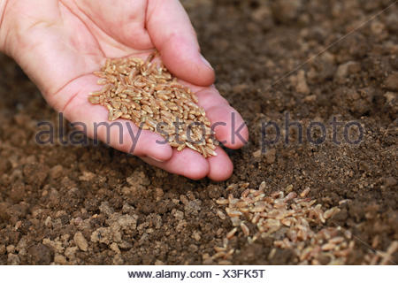 Samen säen in einem Garten Stock Photo Alamy