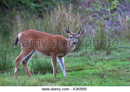 mule deer, black-tailed deer (Odocoileus hemionus), male stands in a meadow, Canada, British Columbia, Vancouver Island