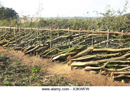 Traditional Midland Style Hedging at the 34th National Hedge laying ...