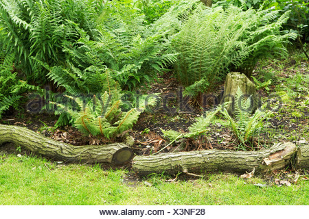 fern bed in woodland garden Stock Photo: 18264692 - Alamy