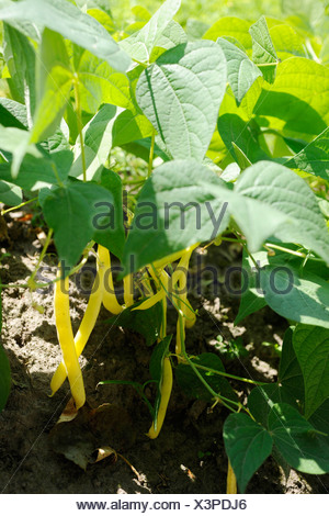 butter bean plant images butter bean plant images