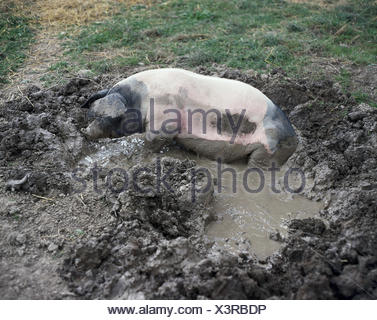 Pig, Wallowing, Animal, Animals, Mammal, Mammals, Benefit animal, Benefit animals, Pigs, Suidae, Parrhufer, Artiodactyla, house pig, Sus scrofa domesticus, Swabian-Hall swine, wallow, puddle, mud, floor place, damp
