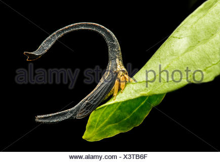 Treehopper (Cladonota sp.), size 4mm, Andean cloud forest, Mindo, Ecuador