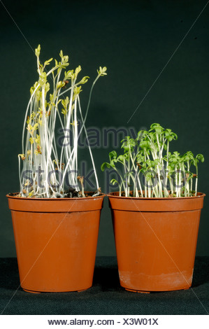 Etiolated cress seedlings grown without light compare to 126335 Stock ...