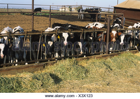 Alfalfa silage on a dairy farm in Northern Italy Stock Photo: 103693683 ...