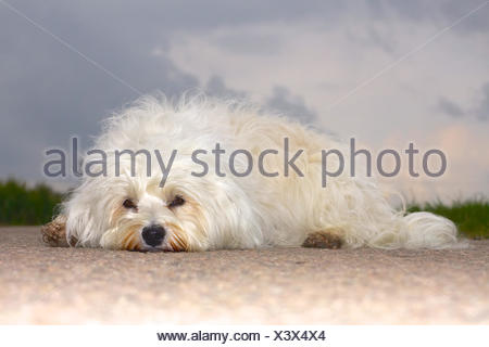 Ein kleiner wuscheliger Hund liegt extrem gelangweilt auf der Straße