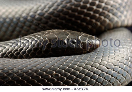 Mole snake / Atractaspis corpulenta Stock Photo: 73546150 - Alamy