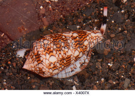 textile cone snail