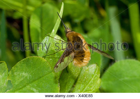 Large bee-fly (Bombylius major), on a leaf, Germany