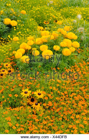 Marigold Tagetes Erecta Pennisetum villosum Verbena bonariensis Stock Photo 