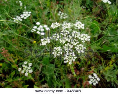 bullwort, toothpick ammi, Bishop's flower (Ammi majus), blooming, Canary Islands, Gomera