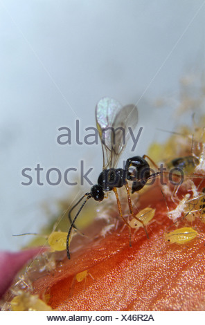 Parasitoid Wasp (Aphidius Ervi) Laying Eggs, Ovipositing, In Aphid ...