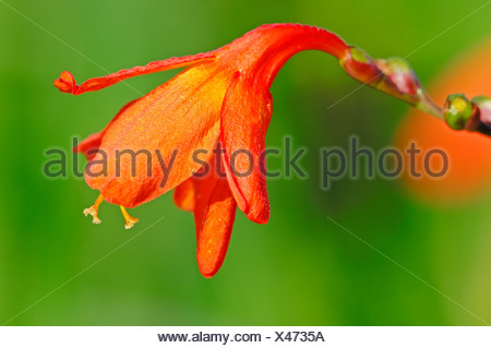 Transkei montbretie-Crocosmia masoniorum